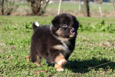 Les chiots de Berger Australien