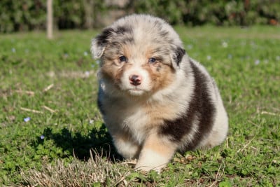 Les chiots de Berger Australien