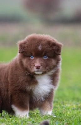 Les chiots de Berger Australien