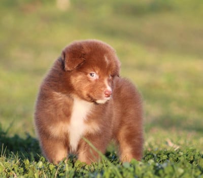 Les chiots de Berger Australien