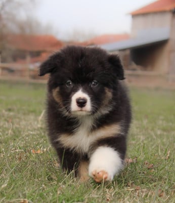 Les chiots de Berger Australien