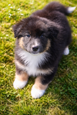 Les chiots de Berger Australien