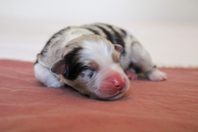 Les chiots de Berger Australien