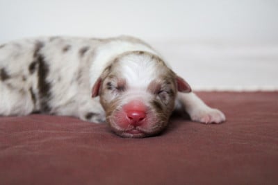 Les chiots de Berger Australien