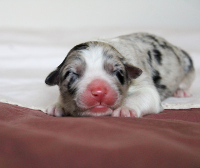 Les chiots de Berger Australien