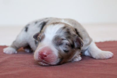 Les chiots de Berger Australien