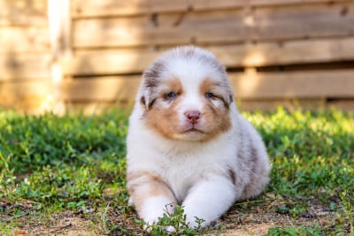 Les chiots de Berger Australien