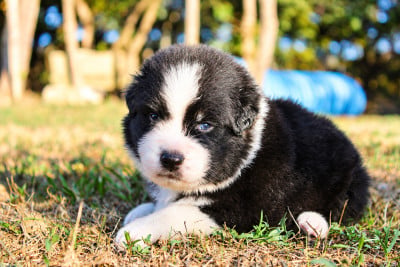 Les chiots de Berger Australien