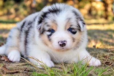 Les chiots de Berger Australien