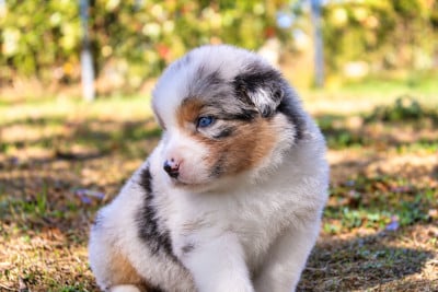 Les chiots de Berger Australien