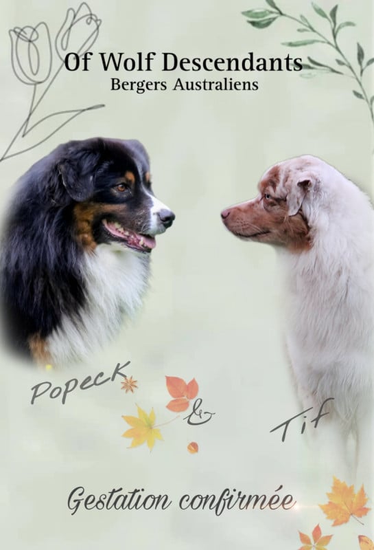 Berger Australien - Of Wolf Descendants