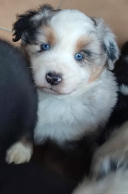 Les chiots de Berger Américain Miniature