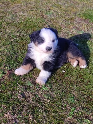 Les chiots de Berger Américain Miniature