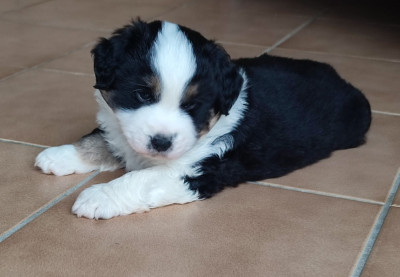 Les chiots de Berger Américain Miniature