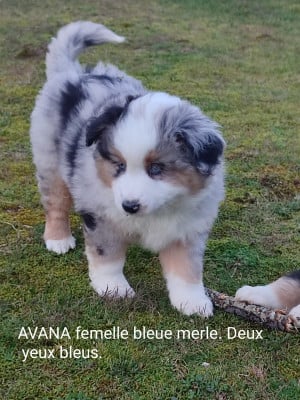 Les chiots de Berger Américain Miniature 