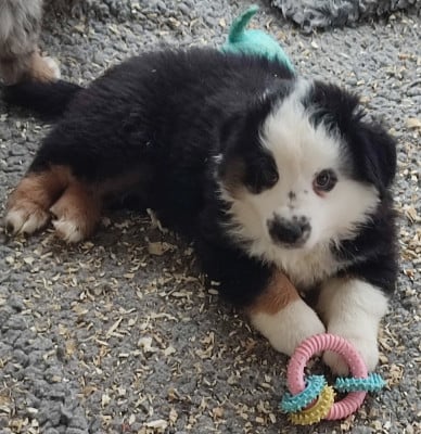 Les chiots de Berger Américain Miniature 