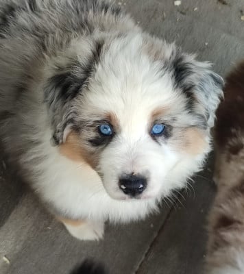 Les chiots de Berger Américain Miniature 