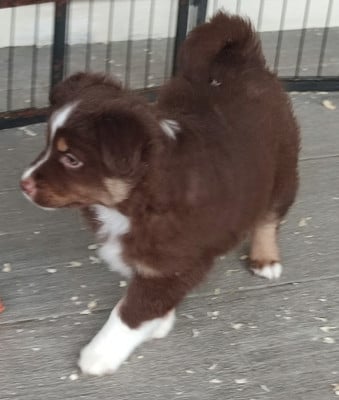 Les chiots de Berger Américain Miniature 