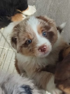 Les chiots de Berger Américain Miniature 