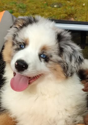 Les chiots de Berger Américain Miniature 