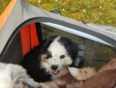 Les chiots de Berger Américain Miniature 