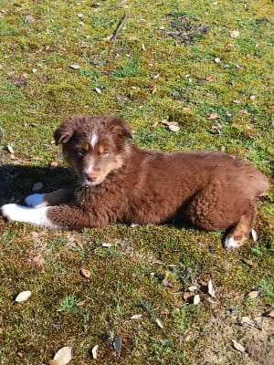 Les chiots de Berger Américain Miniature 