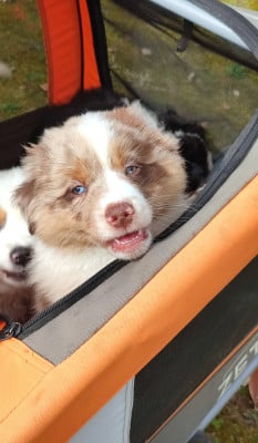 Les chiots de Berger Américain Miniature 