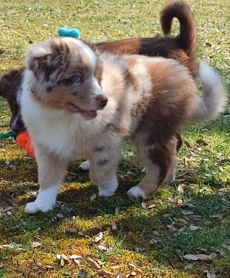 Les chiots de Berger Américain Miniature 