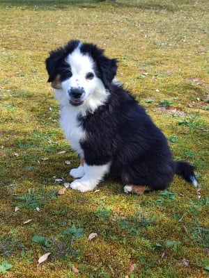 Les chiots de Berger Américain Miniature 