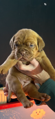 Les chiots de Dogue de Bordeaux