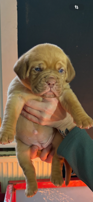 Les chiots de Dogue de Bordeaux