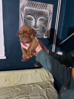 Les chiots de Dogue de Bordeaux