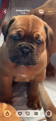 Les chiots de Dogue de Bordeaux