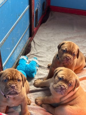Les chiots de Dogue de Bordeaux