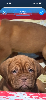 Les chiots de Dogue de Bordeaux