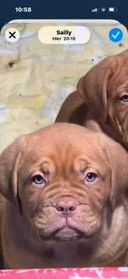 Les chiots de Dogue de Bordeaux
