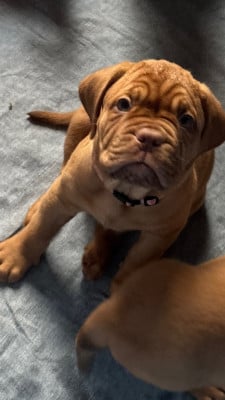 Les chiots de Dogue de Bordeaux