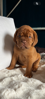 Les chiots de Dogue de Bordeaux