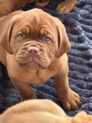 Les chiots de Dogue de Bordeaux