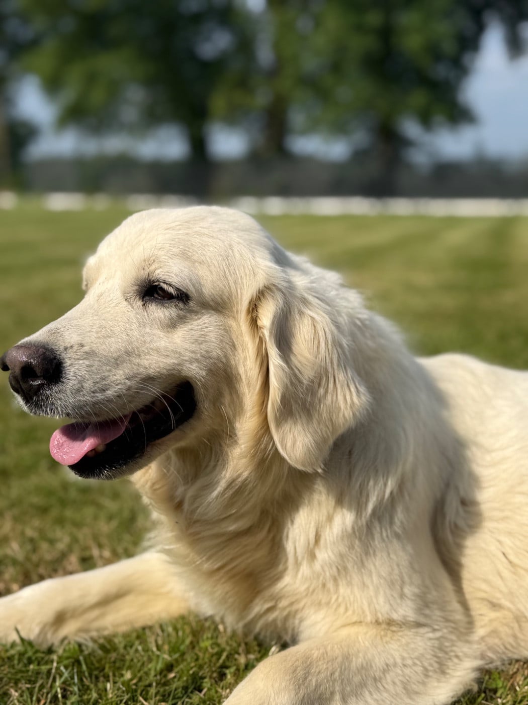 T'love des Joyaux Des Ki Millacs