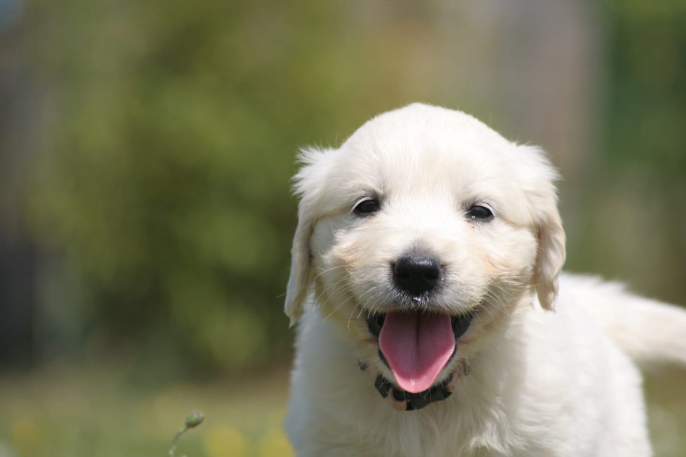 Golden Retriever - des Joyaux Des Ki Millacs