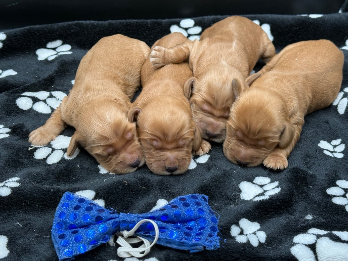 Cocker Spaniel Anglais - des Joyaux Des Ki Millacs