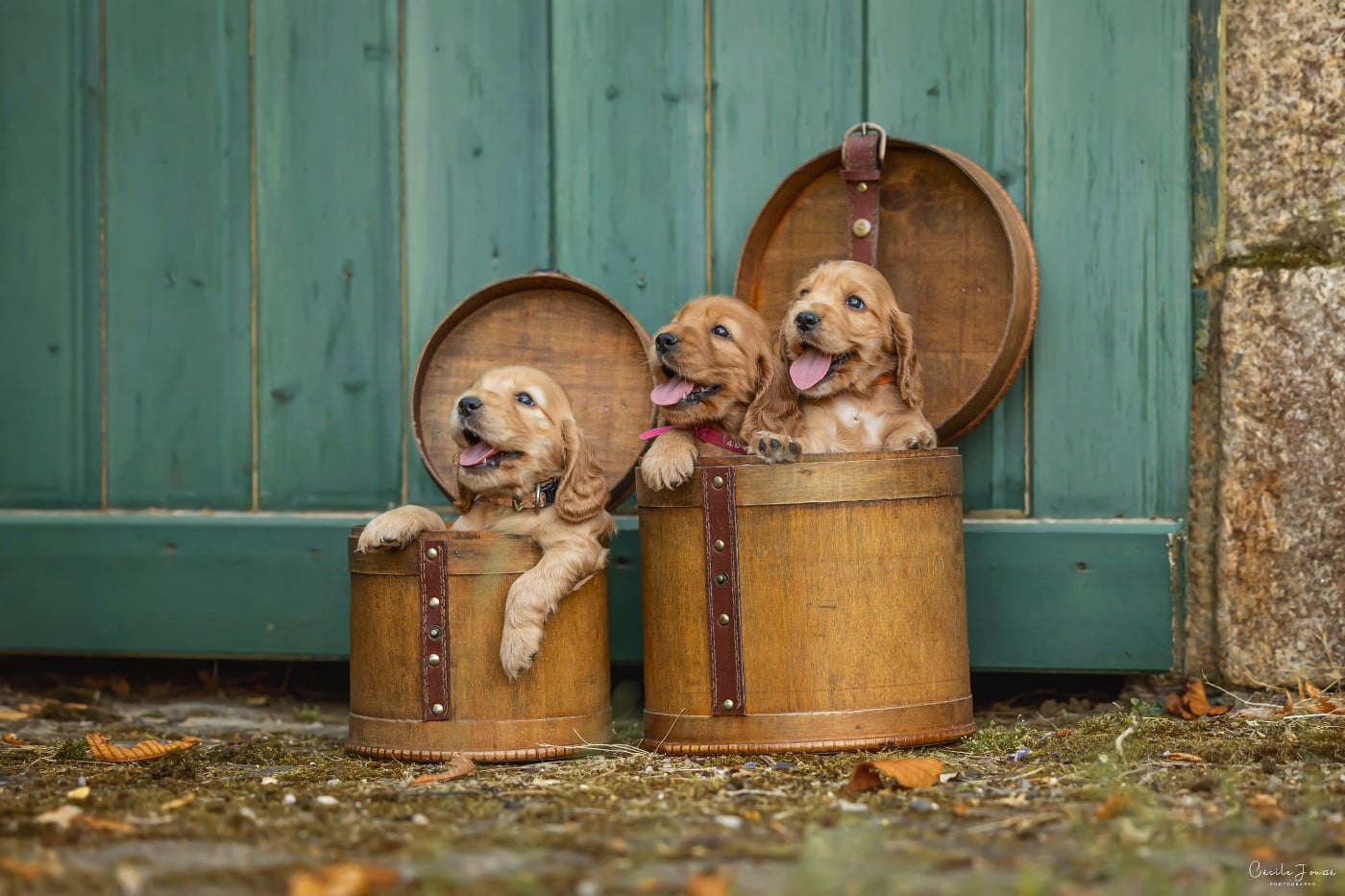 Chiot N°7 - Cocker Spaniel Anglais