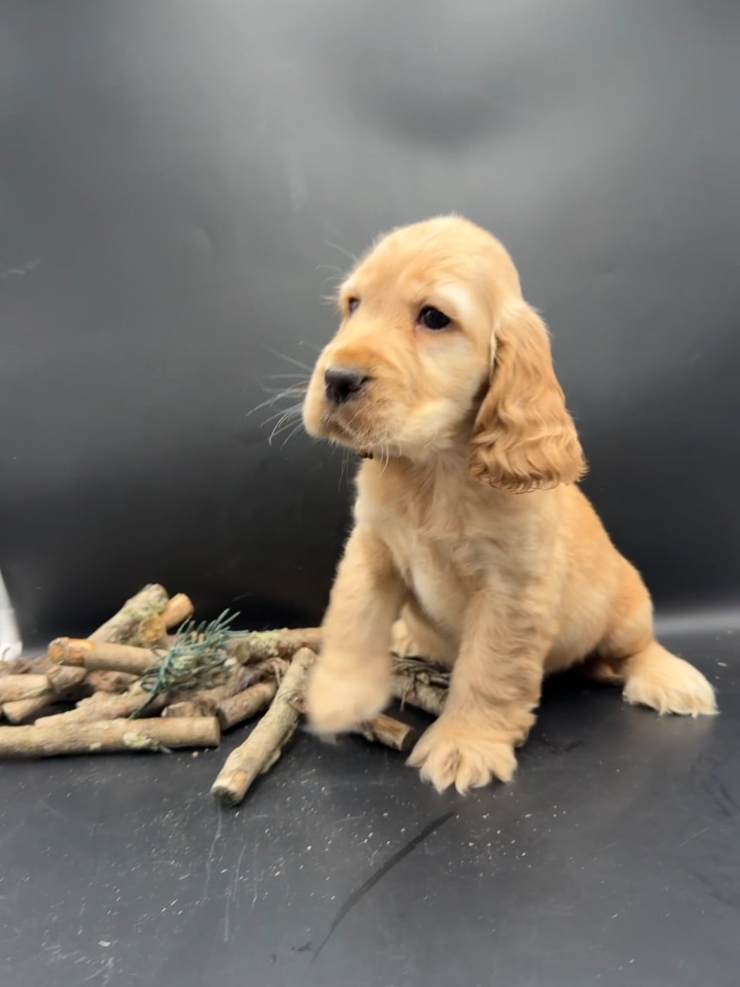 Cocker Spaniel Anglais - des Joyaux Des Ki Millacs