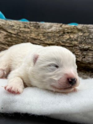 Les chiots de Samoyède