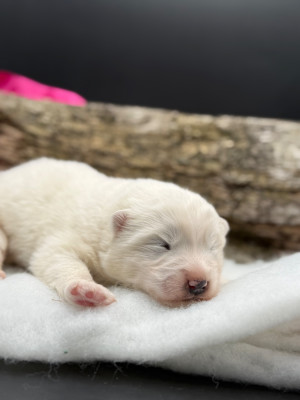Les chiots de Samoyède