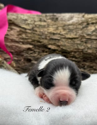 Les chiots de Berger Américain Miniature 