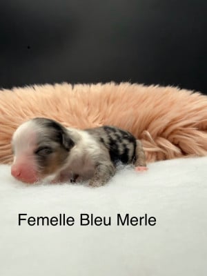 Les chiots de Berger Américain Miniature