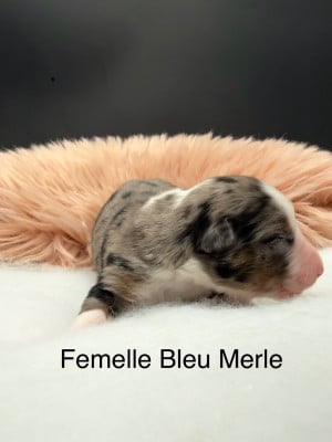 Les chiots de Berger Américain Miniature