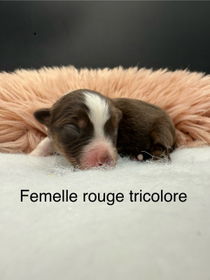 Les chiots de Berger Américain Miniature